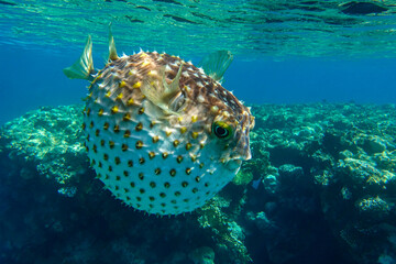 Wall Mural - Yellowspotted burrfish  is in a defensive position