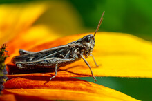 Grasshopper Resting On Rudbeckia Flower In Garden