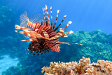 Fototapeta Do akwarium - Lionfish on the coral reef