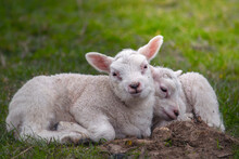 Baby Lambs Resting On The Spring Grass