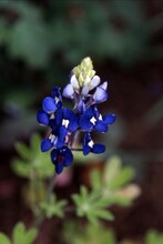 Lupinus Texensis - Texas Bluebonnet