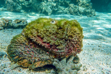Wall Mural - Stonefish (Synanceia verrucosa), Red sea, 