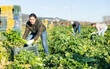 Asian woman harvesting fresh green celery on vegetable field.