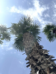 Wall Mural - symbol of tropical summer vacation, palm tree raising to the blue clouds