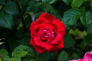 Wall Mural - Bush of roses on bright spring day. Red rose flower bloom on a background of blurry red roses in a roses garden.