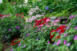 Mounds of colorful red, white and pink dianthus flowers and purple perennial geraniums in bloom in a home garden in spring