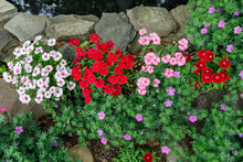 Beautiful Pink, Red And White Dianthus Flowers And Purple Perennial Geraniums In Bloom In A Rock Garden Bordering A Small Pond