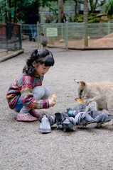 A girl feeding animals in the wildlife park