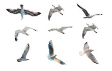Various Seagulls Species Isolated White Background