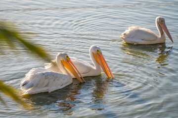 Poster - Three white American pelicans swim on the lake. 