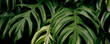 tropical foliage, philodendron plant, green nature background