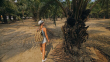 Woman Tourist With Plait Walks Looking Around At Growing Young Trees With Lush Leaves At Oil Palm Farm Elaeis Guineensis On Sunny Day. Concept Of Exotic Crop Cultivation, Travel To Tropical Countries
