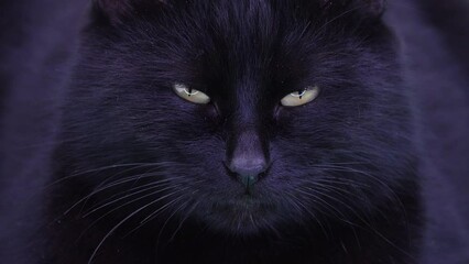 Sticker - mystical black cat opens and closes eyes