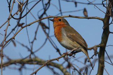 Wall Mural - a pretty robin, redbreast, erithacus rubecula, perching on a branch of a tree in woodland.