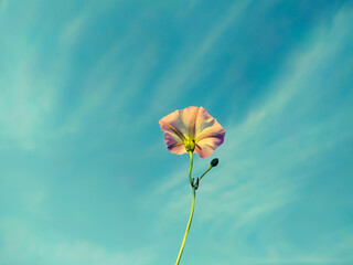 Wall Mural - Vertical shot of a bindweed flower under a haze sky