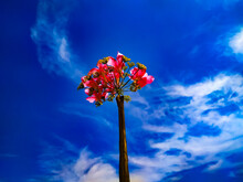 A Vertical Shot Of A Nerium Oleander Under A Blue Cloudy Sky