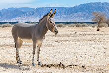 Somali Wild Donkey (Equus Africanus) In Nature Reserve Of The Middle East. This Species Is Extremely Rare Both In Nature And In Captivity