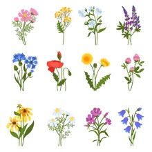 Blooming Wild Flowers. Beautiful Meadow Plants, Isolated Colorful Floral Elements, Spring Summer Medicinal Botany, Natural Dandelions, Poppy And Clover, Chamomile And Cornflower Vector Set