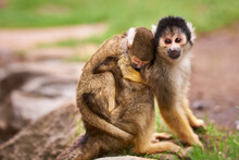 Theyre Curious About The World. Shot Of A Cute Little Monkey Carrying Her Baby.