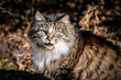 An angry spotted cat snorts and looks into the camera. Selective focus