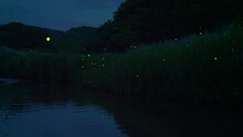 High-sensitivity Video Recording Of Many Fireflies Dancing Wildly.
Fixed Camera Shooting