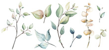 Watercolor Floral Set Of Dried Eucalyptus, Leaves, Branches, Twigs Etc. Vector Traced Illustration Isolated. 