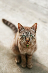 Wall Mural - Lovely gray cat sitting at outdoor