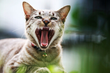 Wall Mural - Lovely gray cat sitting at outdoor