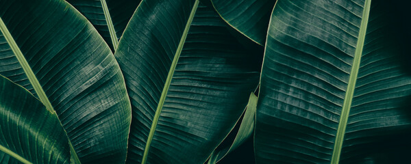 tropical banana leaf texture background