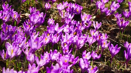 Canvas Print - Khokholovska Chochołowska valley in the Tatras near Zakopane is famous for its crocus saffron flowers that bloom among the snows under the rocky alpine peaks. Bees buzz over fragrant spring flowers.