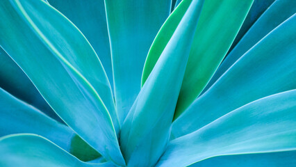 Fotobehang - closeup agave cactus, abstract natural pattern background and textures