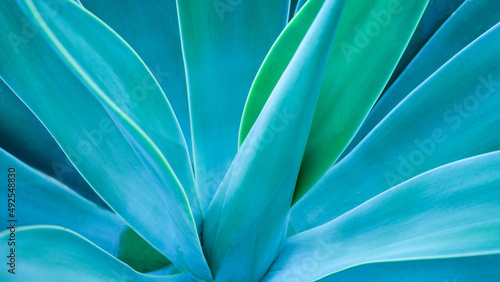 Fototapete - closeup agave cactus, abstract natural pattern background and textures