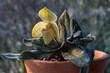 Closeup view of lady slipper orchid paphiopedilum concolor striatum (species) in clay pot with bright yellow flower in morning sunlight on natural background