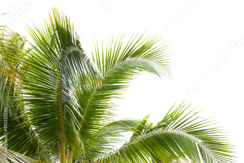 Papier Peint - tropical palm leaf background, coconut palm trees perspective view