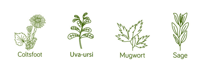 Poster - Smokable Plants and herbs icon set line art uva ursi, coltsfoot, mugwort, sage vector illustration