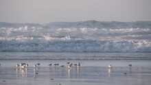 Ocean Waves, Many Quick Sandpiper Birds, Small Sand Piper Plover Shorebirds Flock, Monterey Beach Wildlife, California Coast Sunset, USA. Sea Water Tide, Littoral Sand. Tiny Fast Young Baby Avian Run.