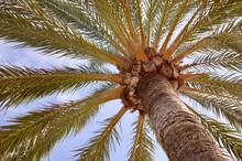 Palm Trees, Blue Sky Background