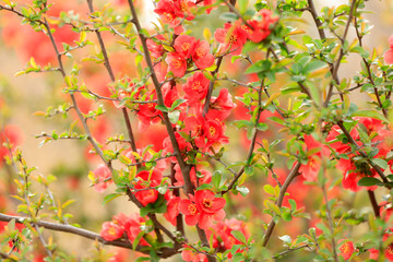 Flowers of Chaenomeles speciosa