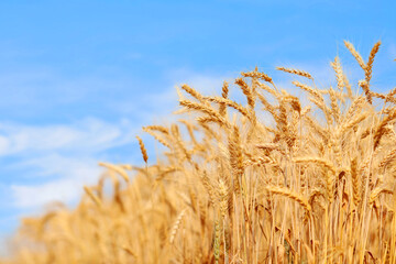 Golden wheat field at sunset with bright blue sky.  Agriculture farm and farming concept