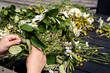 Person making a traditional Swedish Midsummer flower crown using wild summer flowers, scissor and wire. 