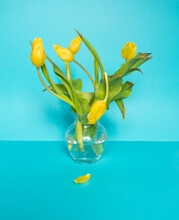 Yellow Fading Broken Tulips In Glass Vase On Blue Background