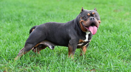 Wall Mural - a muscular american bully dog