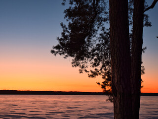 Wall Mural - pine tree against the backdrop of a red sunset