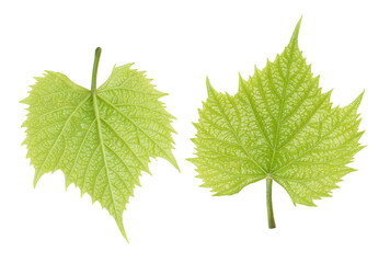 grape leaves isolated on white.