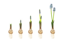 Growth Stages Of A Blue Grape Hyacinth From Flower Bulb To Blooming Flower Isolated On White