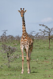Fototapeta Sawanna - giraffe in the savannah