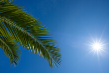 Palm Tree Leaf Over Blue Sky With Shining Sun