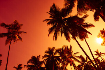 Wall Mural - Coconut palm trees silhouettes on tropical beach at vivid sunset with shining sun