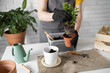 © satura_ - Close up woman gardener transplanting plant in ceramic pots on the white wooden table. Concept of home garden. Spring time. Stylish interior with a lot of plants. Taking care of home plants.