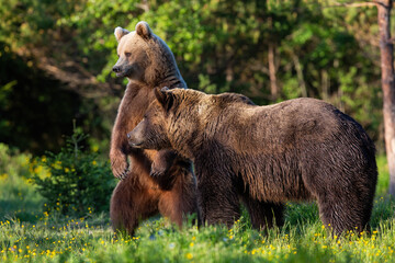 two brown bear, ursus arctos,s standing in forest in spring nature. pair of large mammals looking on